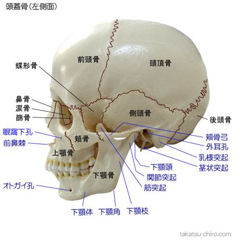 頭部位置